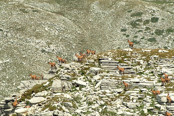 Camoscio d''Abruzzo Rupicapra pyrenaica ornata